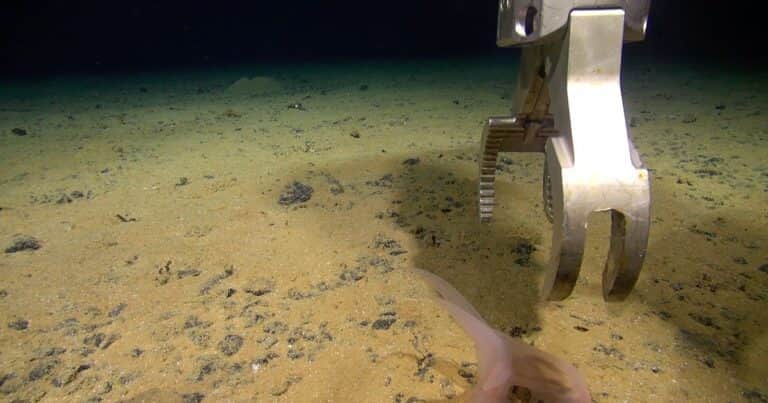 Hallaron 24 especies nuevas a 4.000 metros de profundidad y una sorprendió a los científicos