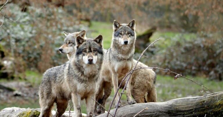 Investigan la muerte de cinco lobos en Italia: hallaron indicios de envenenamiento