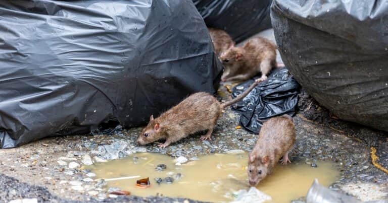 Alerta por las “superratas”: detectan mutaciones que las vuelven más resistentes y buscan cómo combatirlas