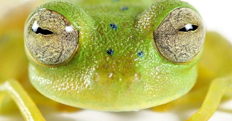 La «rana olímpica»: descubren una nueva especie con piel transparente y le ponen el nombre de una campeona