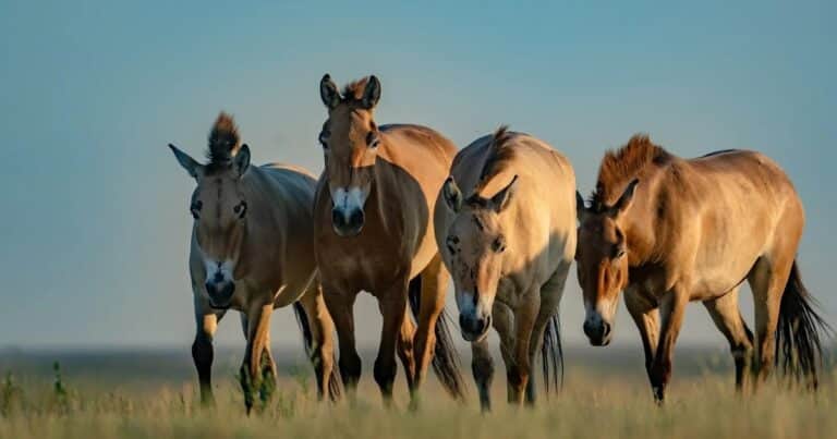 El caballo de Przewalski: cómo encontro el refugio ideal en la zona radioactiva de Chernobyl
