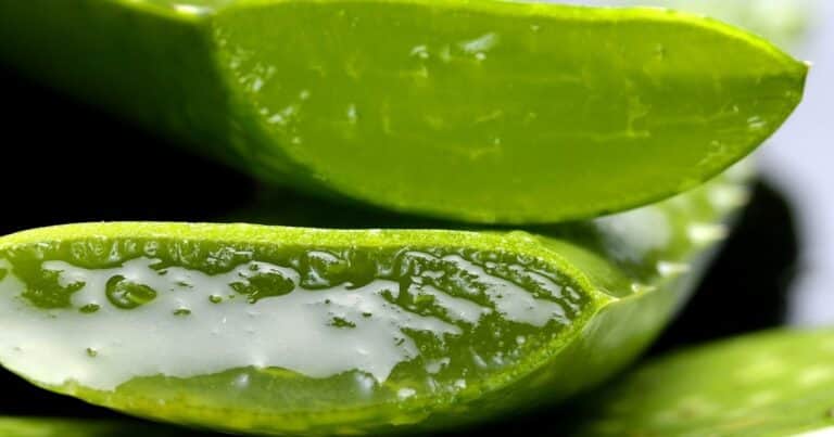 Sin tierra: las 5 plantas que crecen todo el año con pocos cuidados