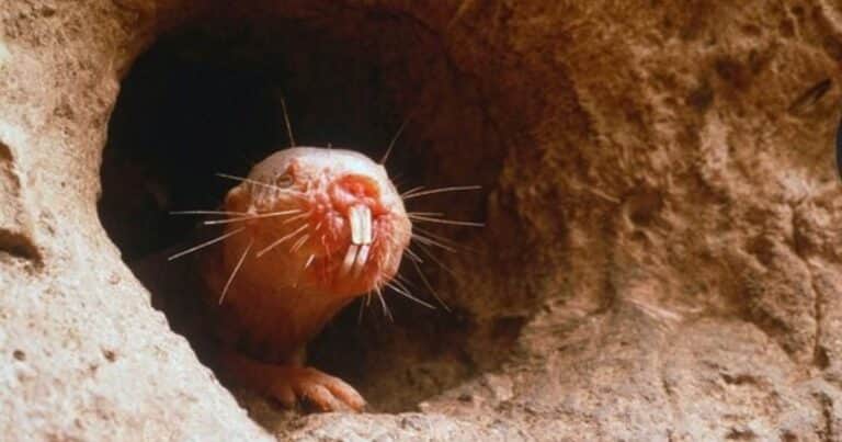 ¿Puede este animal revelar el secreto de la longevidad?