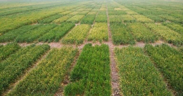Cómo sacar el máximo provecho de cada kilo de fertilizante aplicado en trigo