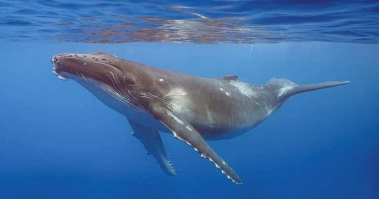 Popa, la ballena que recorrió 2500 kilómetros y reveló una nueva ruta entre la Patagonia y la Antártida
