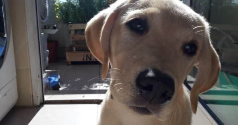 Un paciente con cáncer pidió ver a su perro dentro del hospital: los médicos hicieron una excepción por la señal que su labrador le había dado antes del diagnóstico