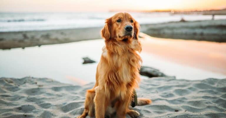 Más de 1.300 golden retrievers bajo análisis: qué reveló su ADN sobre miedo y aprendizaje