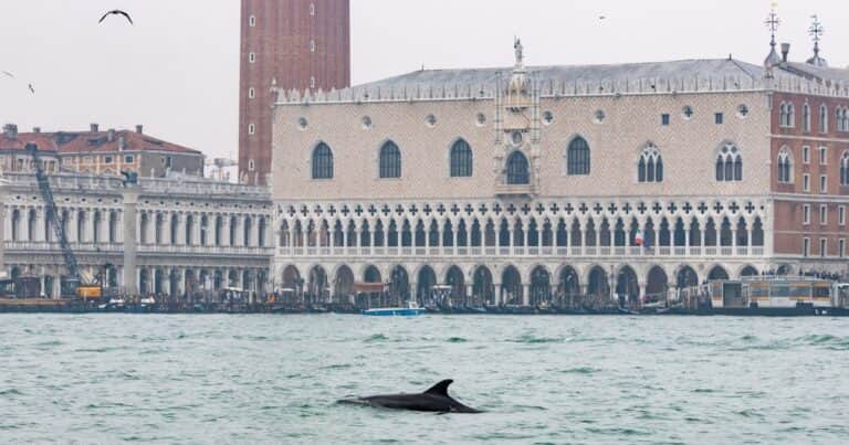 No gritarle ni alimentarlo y nada de selfies: Venecia impone reglas para cuidar a Mimmo, el delfín solitario