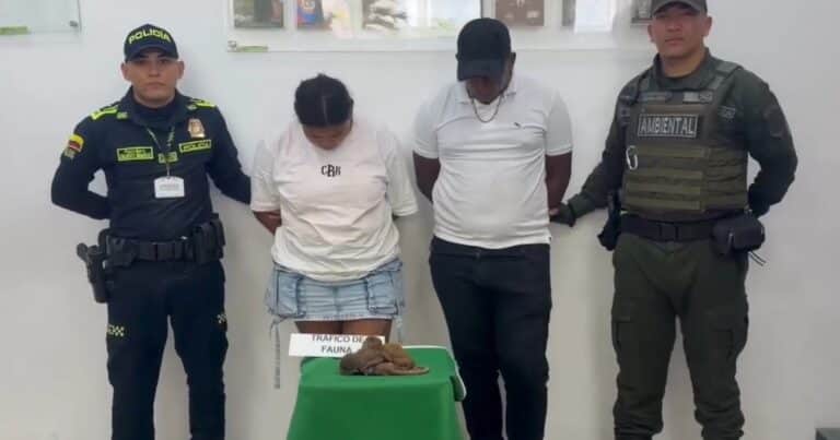 Detuvieron a una pareja por tráfico de animales: escondían tres monos en la entrepierna