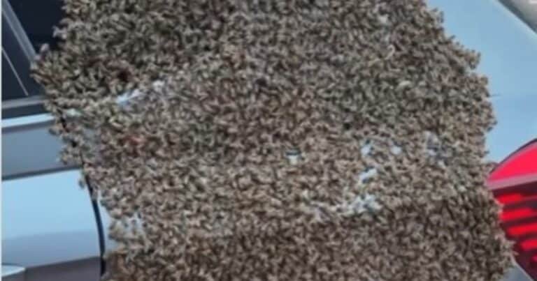 Fue a buscar su auto y encontró un enjambre de abejas «pegado» a la carrocería: «Un incidente inusual»