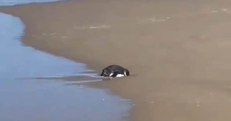 Fue a una playa y descubrió que un ave de una especie amenazada necesitaba ayuda: «Realmente parecía no estar bien»