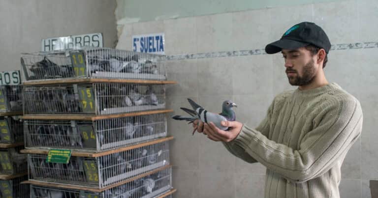 Primeras reacciones tras la votación de la Ley de Hojarasca: colombófilos se quejan por la decisión de desregular a las palomas mensajeras