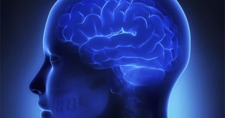 Órganos en miniatura creados en laboratorio: el avance que permite estudiar el cerebro humano como nunca antes