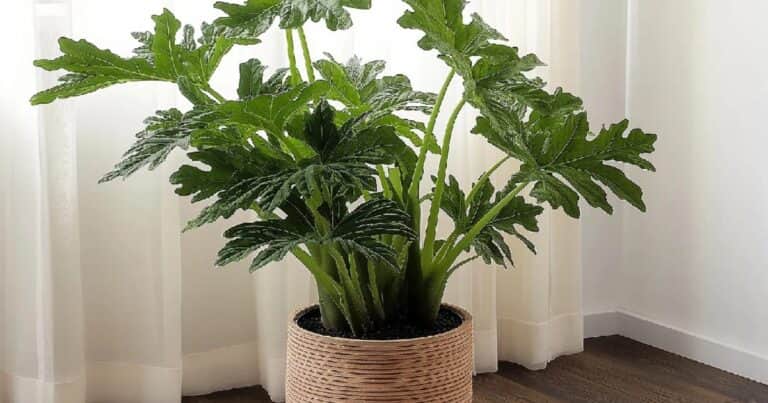 Solo con agua: las 3 plantas ideales para el invierno que casi no necesitan cuidados