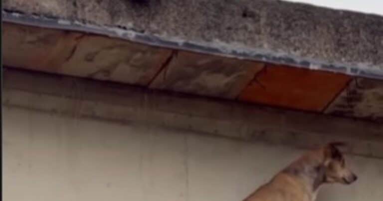 Un perrito quedó atrapado en un puente, lo rescatan y la reacción de su amigo es hermosa