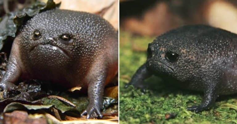 Encontraron una extraña rana negra que se parece a una palta enojada