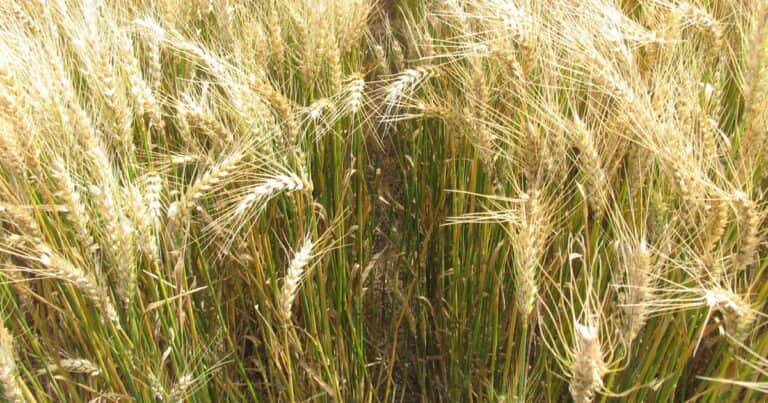 El desafío del trigo ya no es solo rendir, sino también alcanzar calidad