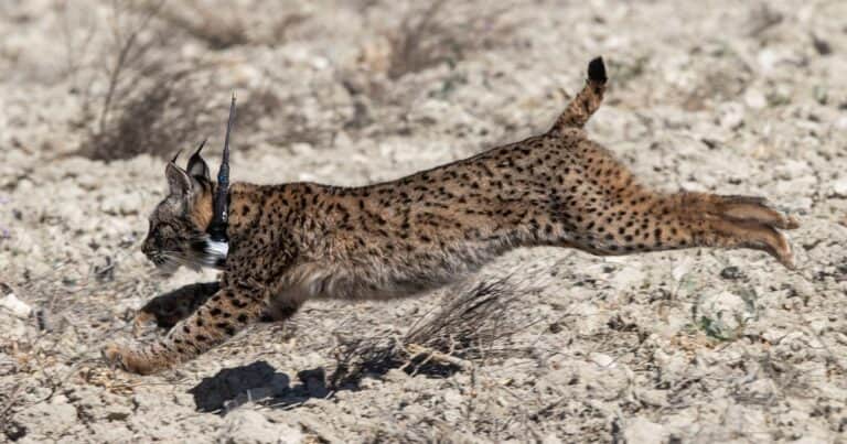 Condenan a una mujer por matar a golpes a un lince que atacó a una gallina suya