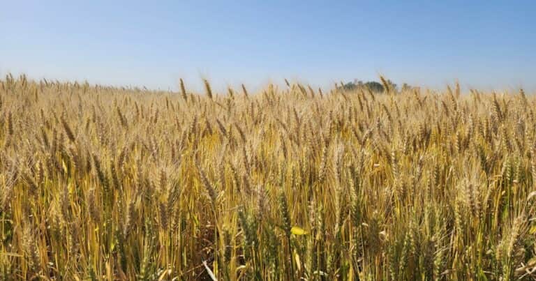 El precio del trigo voló más de US$ 16 en los mercados internacionales, tocó máximos en dos años e impacta en el cereal argentino