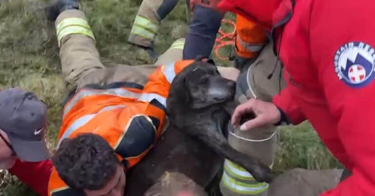 Trabajaron seis horas para salvar a una perra en peligro: «Se podían ver las lágrimas en los ojos de todos cuando salió a la superficie»