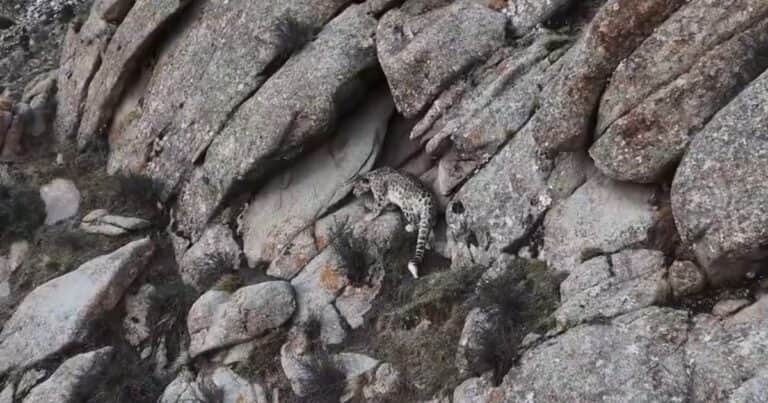 Filmaron a un leopardo de las nieves, en peligro de extinción, en su hábitat