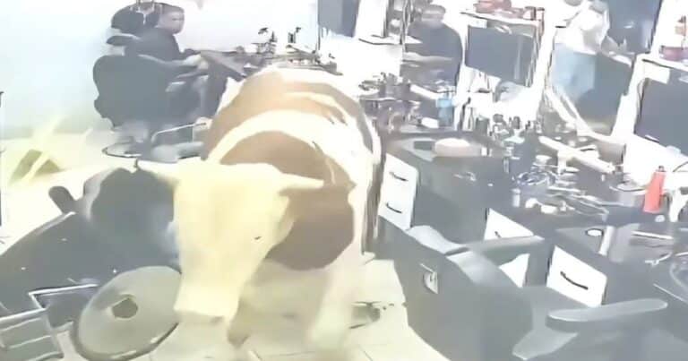 Un toro escapó de su dueño, entró a una peluquería y causó destrozos: el video