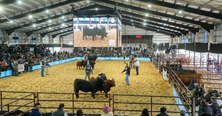 Brangus exhibió la excelencia de sus terneros y eligió a sus campeones