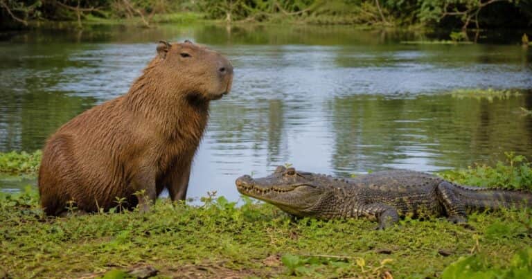 Por qué los cocodrilos no comen capibaras: la curiosa razón que sorprende a los zoólogos