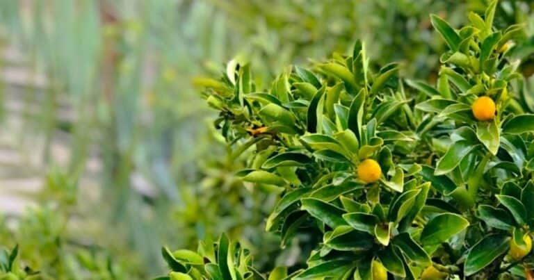 Las 3 plantas cítricas ideales para cultivar en maceta este invierno y perfumar el balcón