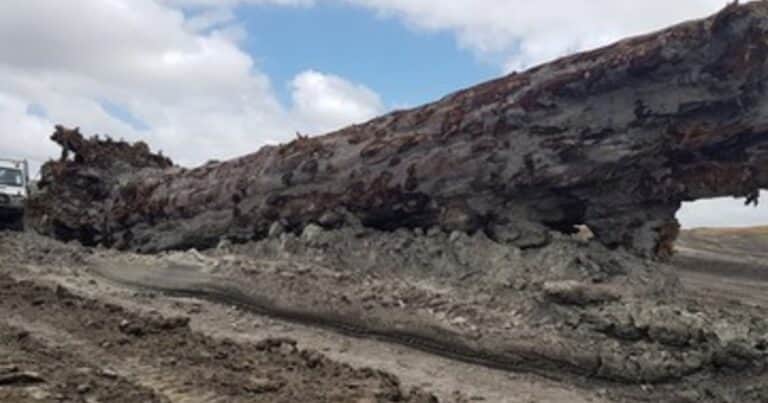 El misterio de la inversión de los polos de la Tierra podría explicarse gracias a un árbol de 40.000 años
