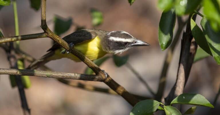 Buena señal: esto significa escuchar y ver benteveos en el jardín de tu casa