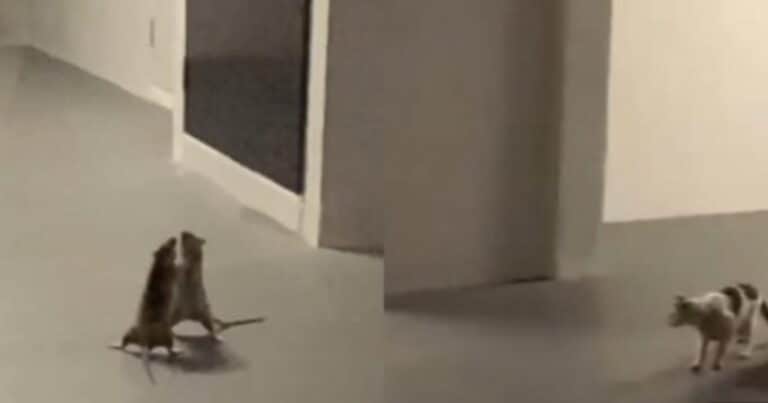 Filmaron a un gato mirando tranquilamente una pelea entre dos ratas