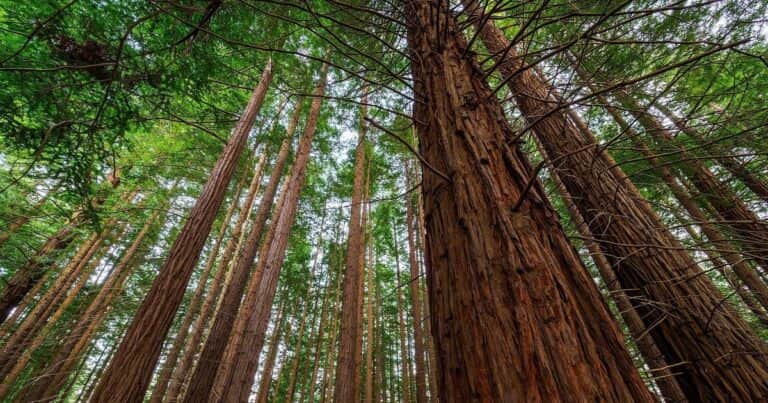 El bosque de secuoyas que sorprende en Cantabria y parece un espejismo