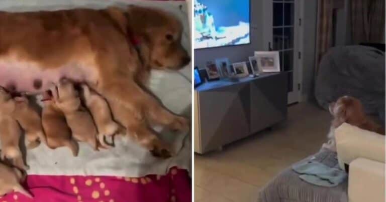 El video del año: la mamá amamanta a los cachorros y el papá mira televisión
