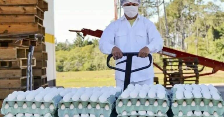 La Argentina completó el 100% en tan sólo 15 días la cuota de exportación de huevos sin arancel que otorgó la Unión Europea al Mercosur