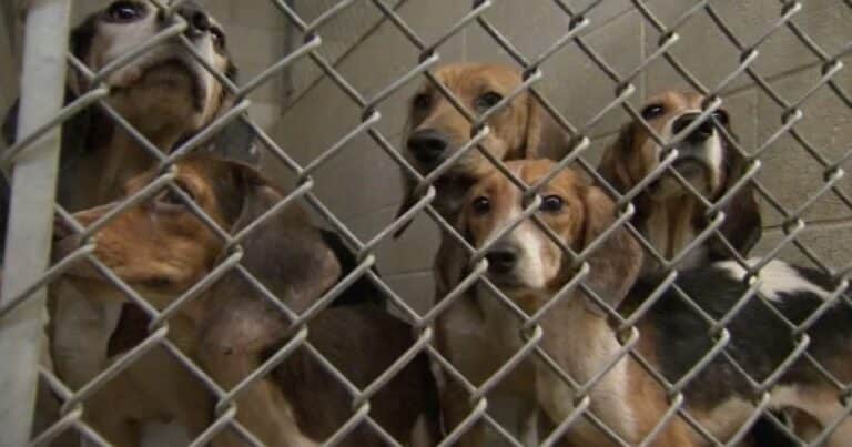 Salvaron a 1.500 beagles que estaban encerrados en un centro de investigación