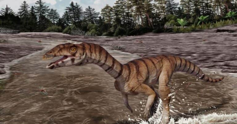 «La Bruja Croc»: descubrieron un pariente bípedo y sin dientes del cocodrilo que vivió hace 212 millones de años