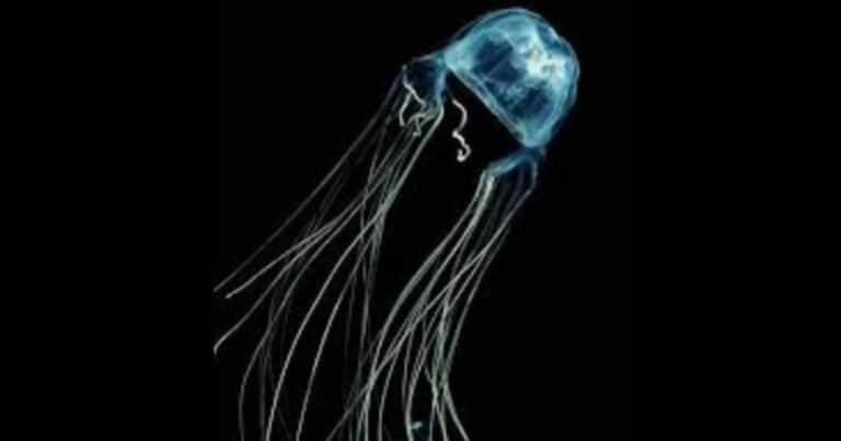 Descubrieron una medusa que sería una de las criaturas más mortíferas del planeta