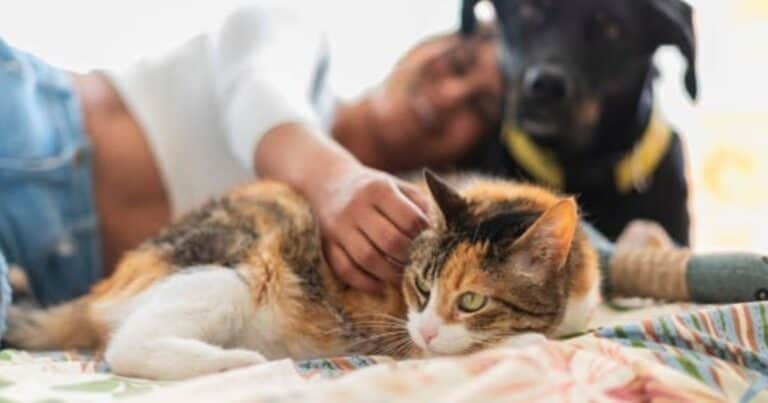 Juanjo, veterinario: “Se ha demostrado que la voz de bebé que todos ponemos para hablarle a nuestra mascota es la más eficiente”