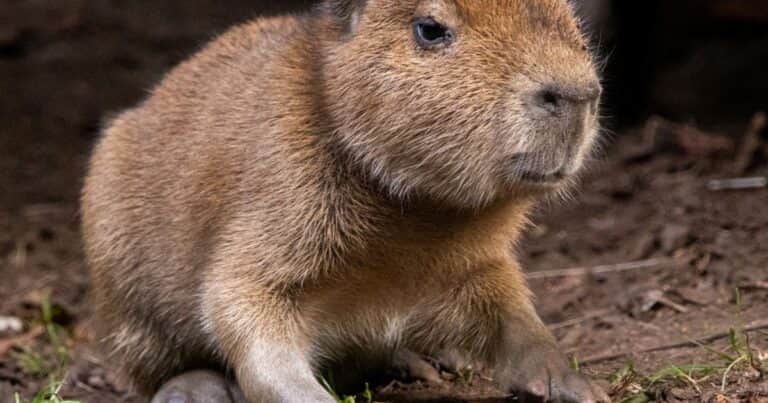 Furor por un «Babybara» al que todos quieren ponerle nombre: nace el primer capibara en 18 años en un zoológico de Escocia