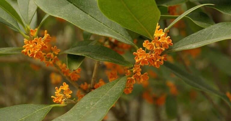 El árbol compacto que perfuma todo el balcón y crece muy bien en maceta