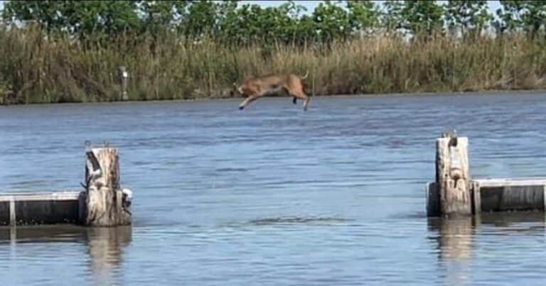 Un instante único: filman el increíble salto de un lince para atravesar un río
