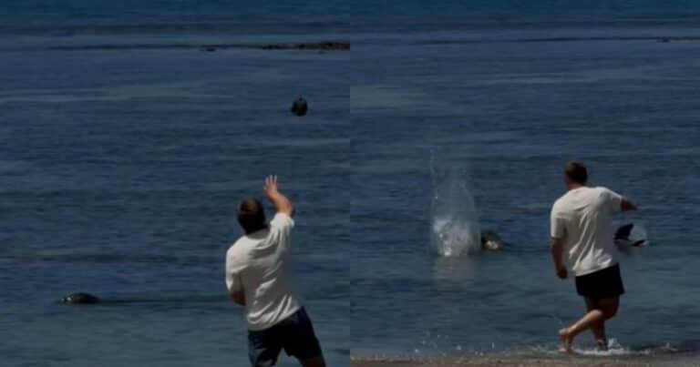 Un hombre arrojó una piedra a una foca en peligro de extinción y el video generó indignación