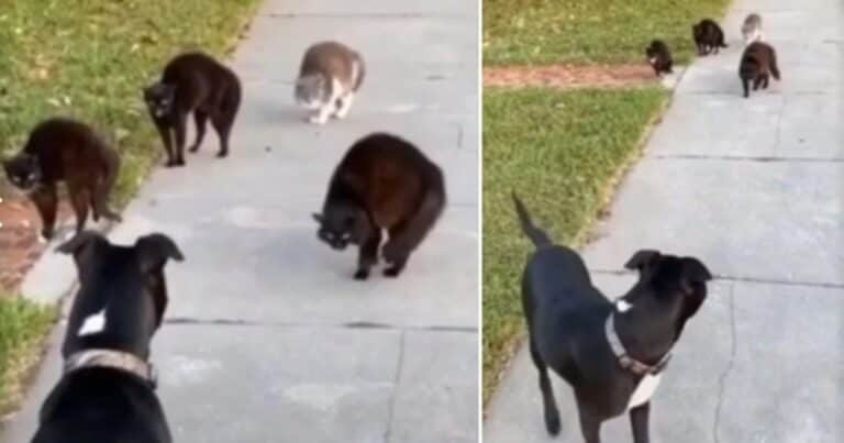 Cuatro gatos maléficos y un perro bonachón se cruzaron en una increíble escena callejera