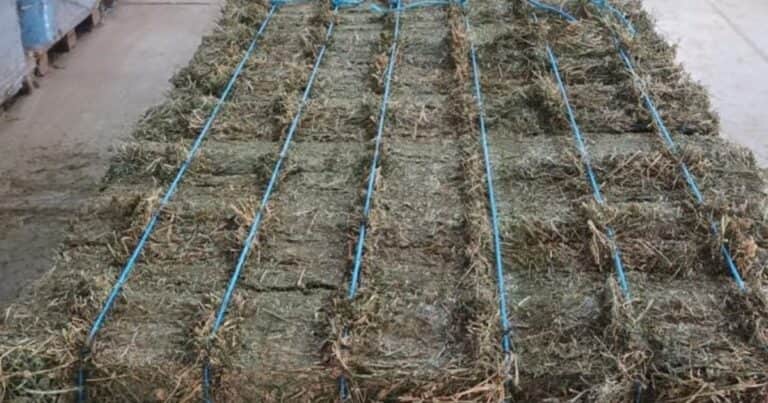 La “reina” de las forrajeras tuvo un salto exponencial en sus exportaciones: casi duplicó los registros del año pasado