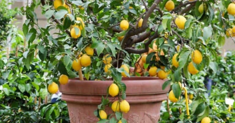Parece raro, pero funciona: el truco del papel aluminio para proteger el limonero