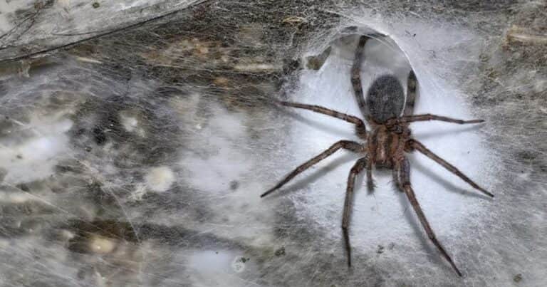 Una telaraña de 106 metros con 110.000 arañas: el hallazgo que sorprende a los científicos