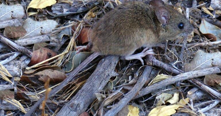 Cómo es el colilargo, el roedor que transmite el hantavirus de los Andes