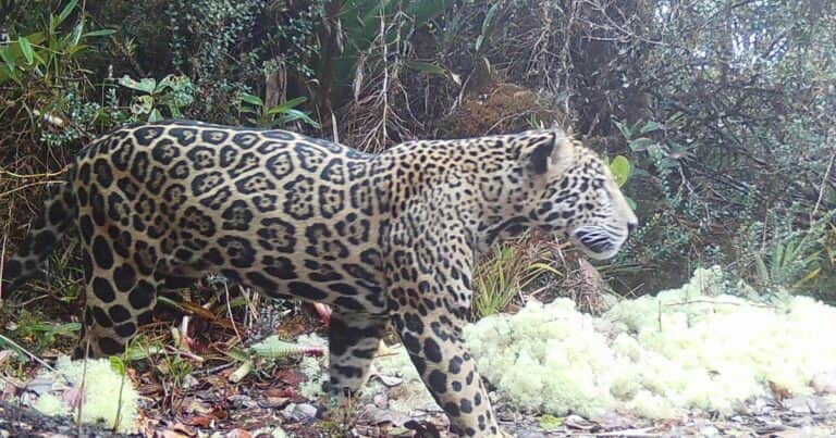 10 años después volvió a aparecer el “jaguar de las nubes” en Honduras