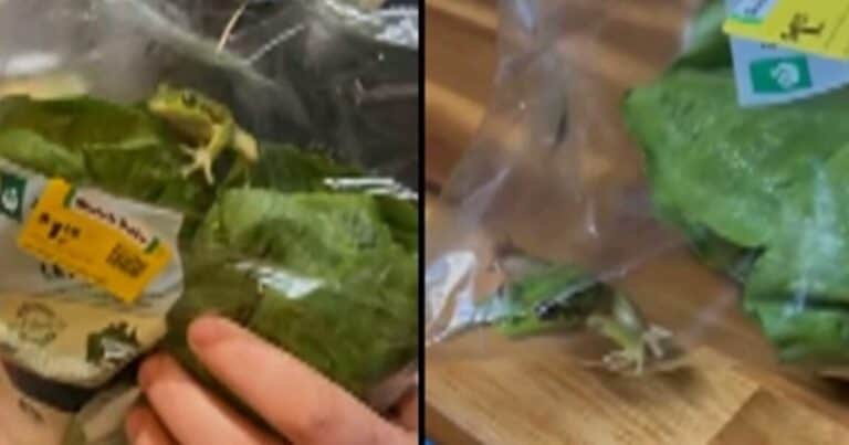 Compró una bolsa con lechuga y dentro encontró una rana viva